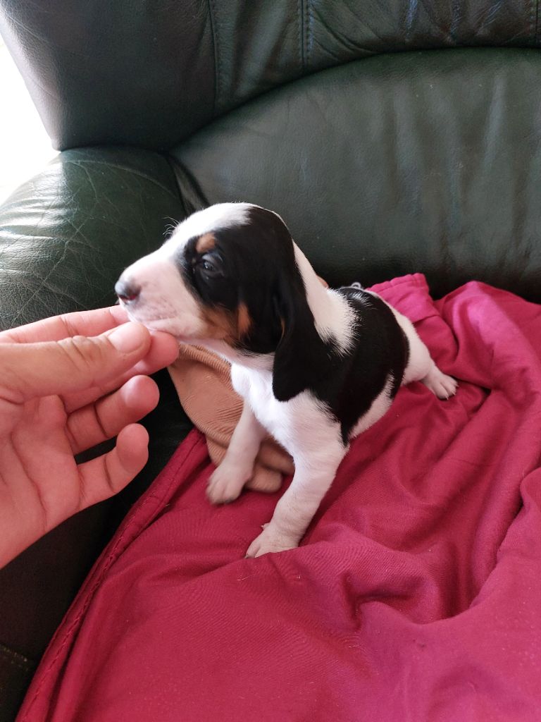Des Cotes Du Viaduc - Chiots disponibles - Chien courant suisse