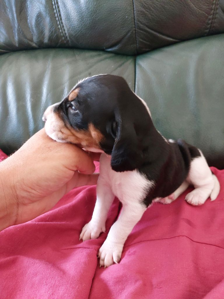 Des Cotes Du Viaduc - Chiots disponibles - Chien courant suisse
